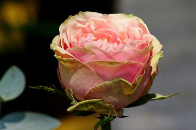 Close-up of pink rose