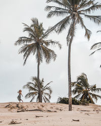 Palm trees on beach against sky