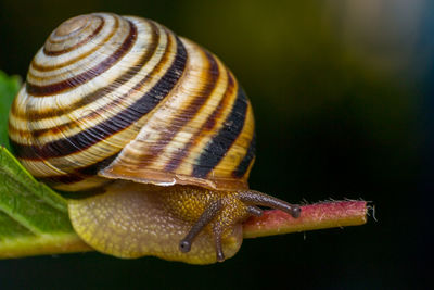 Close-up of snail