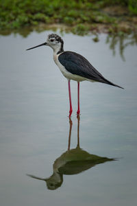 Bird perching on a lake