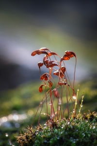 nature