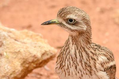 Close-up of a bird looking away