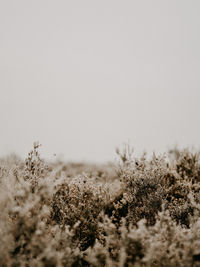 Close-up of snow on field against clear sky