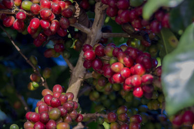 Close-up of coffee on tree