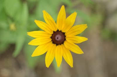 Close-up of insect on yellow flower
