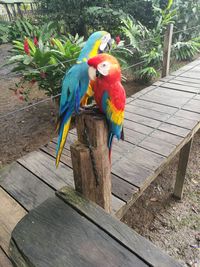 View of parrot perching on tree