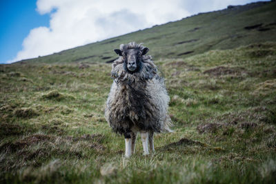 Sheep grazing on field