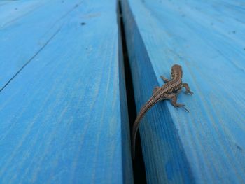 High angle view of lizard on wood