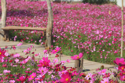 Close-up of pink flowering plants in park