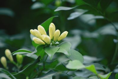 Close-up of yellow flowering plant