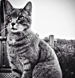 Portrait of cat