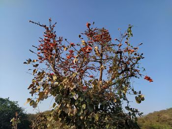 Low angle view of flowering plant against clear sky