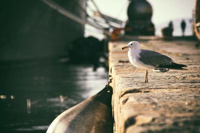 Seagull perching on a wall