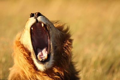 Close-up of a horse yawning