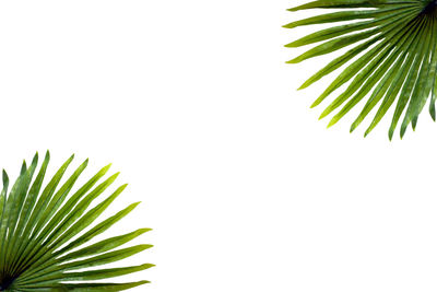 Close-up of palm leaves against white background