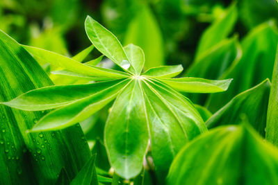 green