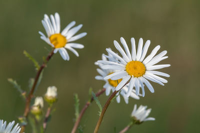 Close up of an ox eye daisy in bloom