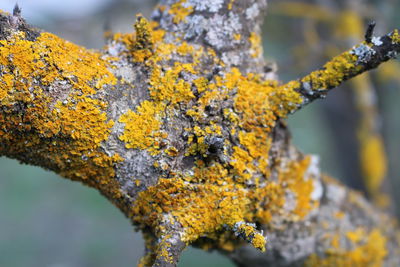 Close-up of lichen on tree trunk during autumn