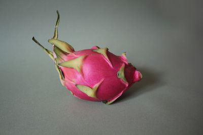 Close-up of pink flower