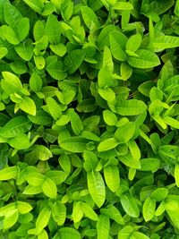 Full frame shot of leaves