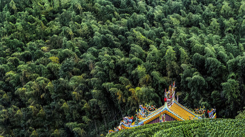 The roof of temple in the forest