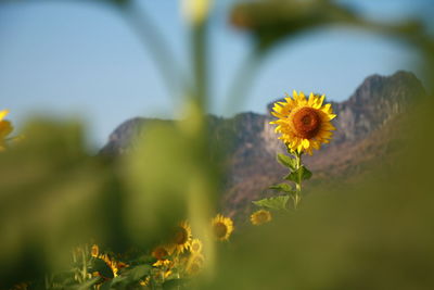 Close-up of yellow flowering plant on field