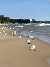 Seagulls on beach