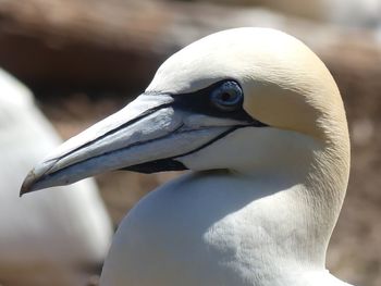 Close-up of a bird