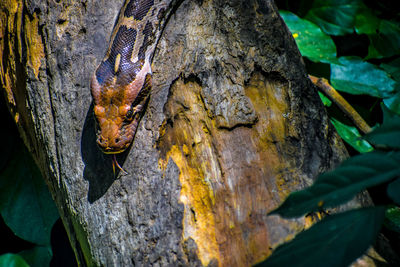 Close-up of butterfly on tree trunk