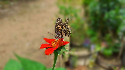 Butterfly on flower