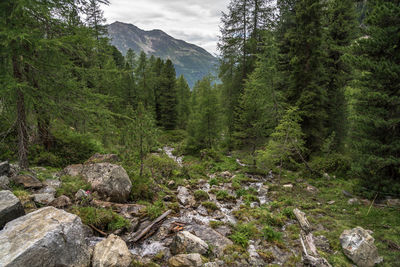 Pine trees in forest