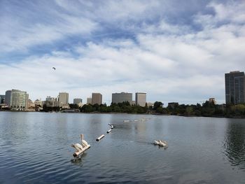 Birds flying over lake and buildings in city