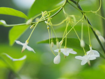 Close-up of plants