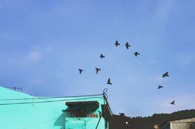 Low angle view of birds flying against sky