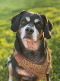 Close-up portrait of dog