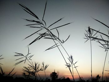 Silhouette plants against sky at sunset