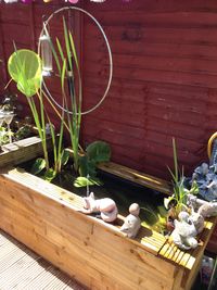 Potted plants in backyard