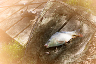 High angle view of fish in water