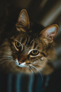 Close-up of a cat looking away