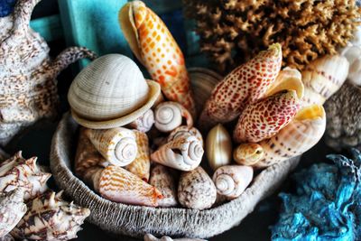 High angle view of shells in sea