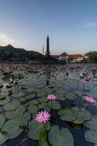 Lotus water lily in lake against sky