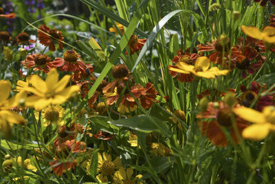 Close-up of yellow flowering plants