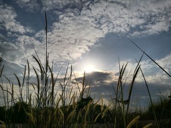 Silhouette grass against sky during sunset