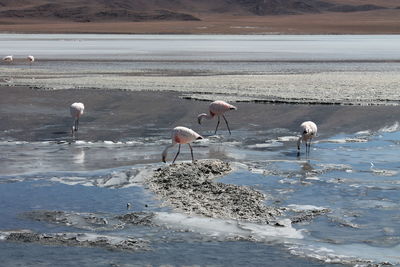 View of birds on beach