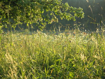 Grass growing in field