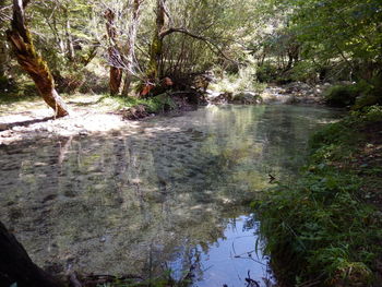 Scenic view of lake amidst trees in forest