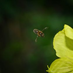 Close-up of bee pollinating on flower