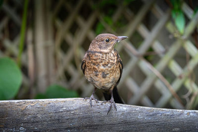 Close up of juvenile young blackbird brown feathers perched on wooden surround in summer sun