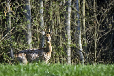 Side view of deer on field