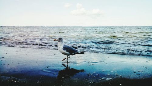 Bird perching on beach against sky